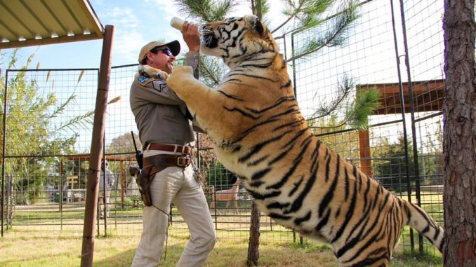 Tiger king