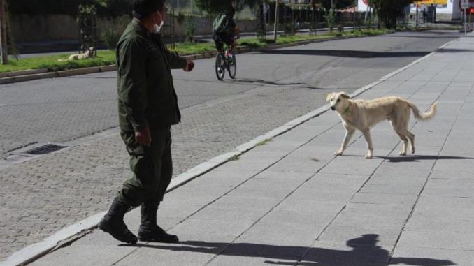 reto cuidar mascotas