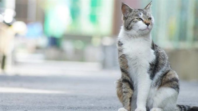 gatos coronavirus