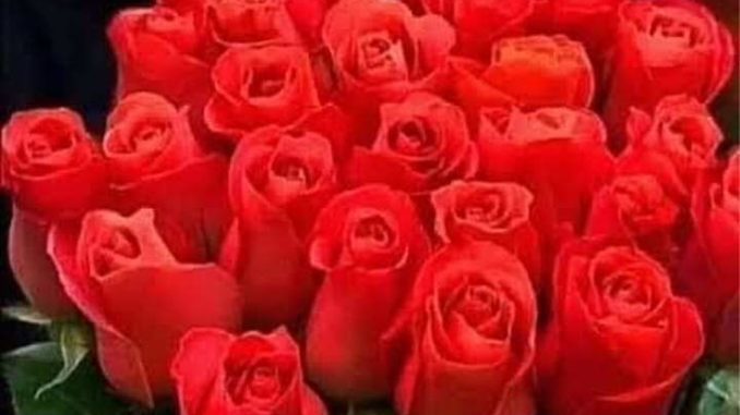 rosas ecuatorianas