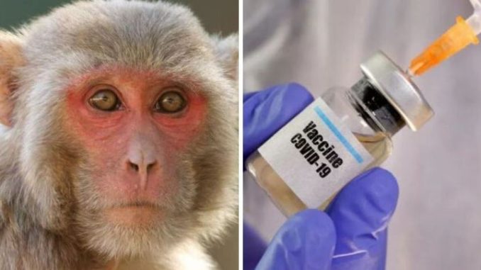 vacuna macaco