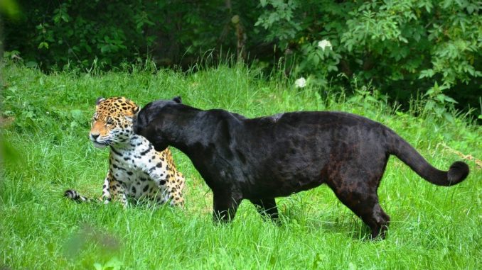 leopardo