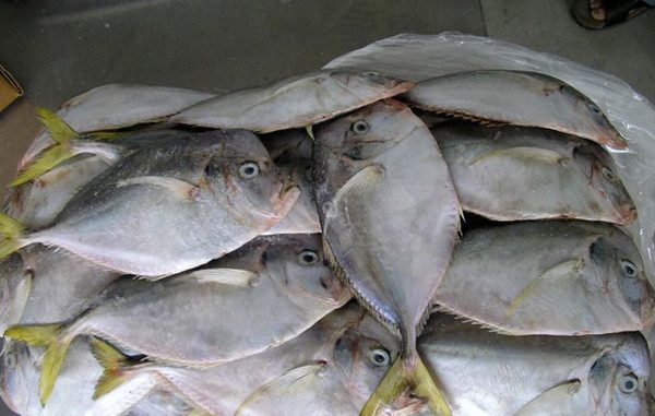 frozen-moonfish-763918