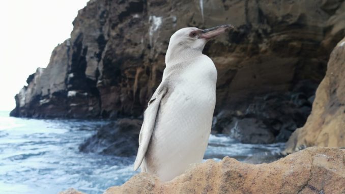 pinguino
