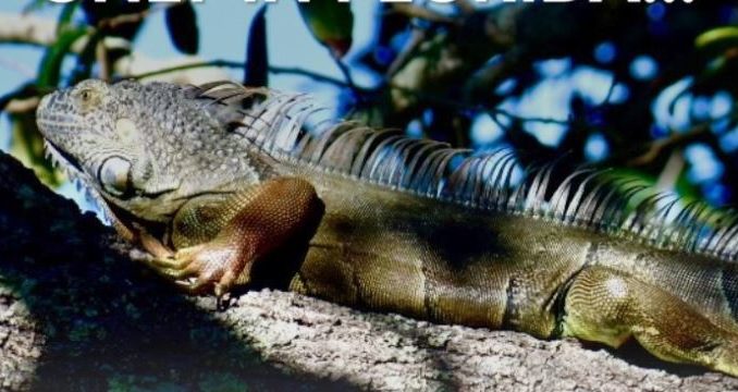 iguana