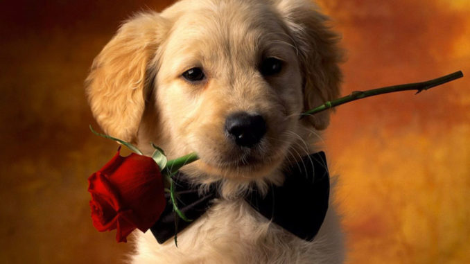 perros sanvalentin