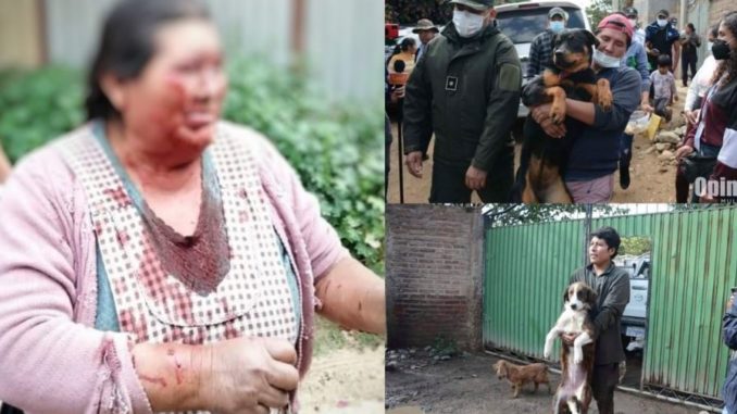 perros bolivia