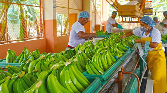 banano