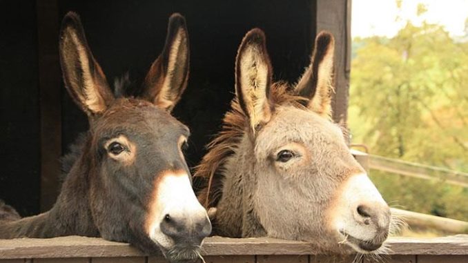 burros