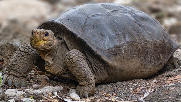 tortuga