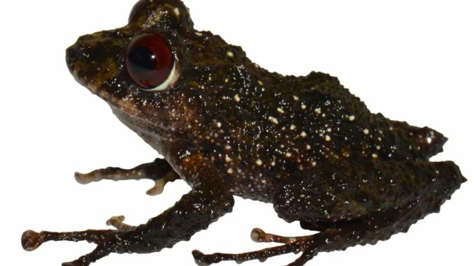 Pristimantis ledzeppelin
