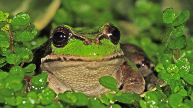 rana marsupial andina