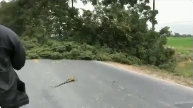 iguana