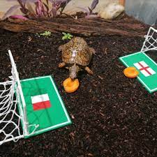 tortuga austriaca italia