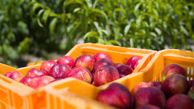 fruta