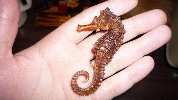 caballito de mar