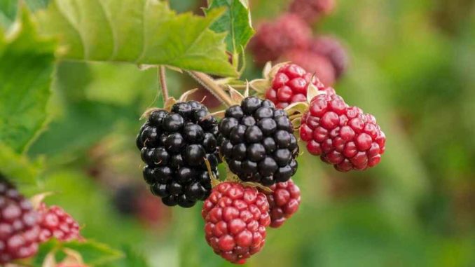 moras