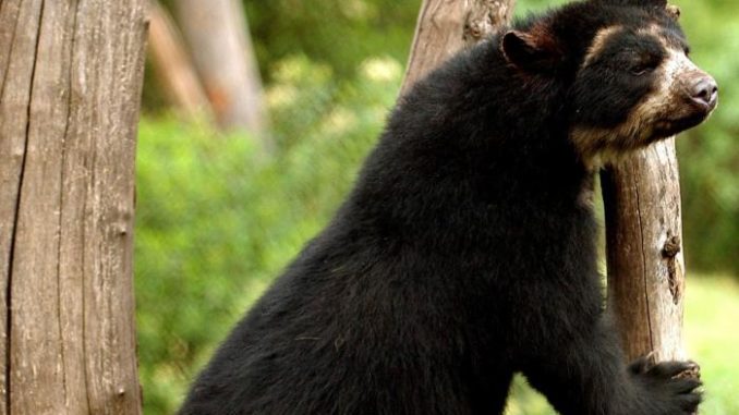 oso andino