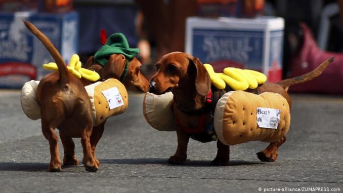 perros