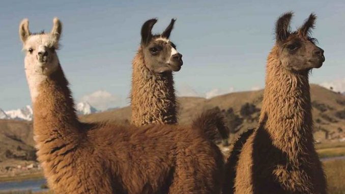 llamas