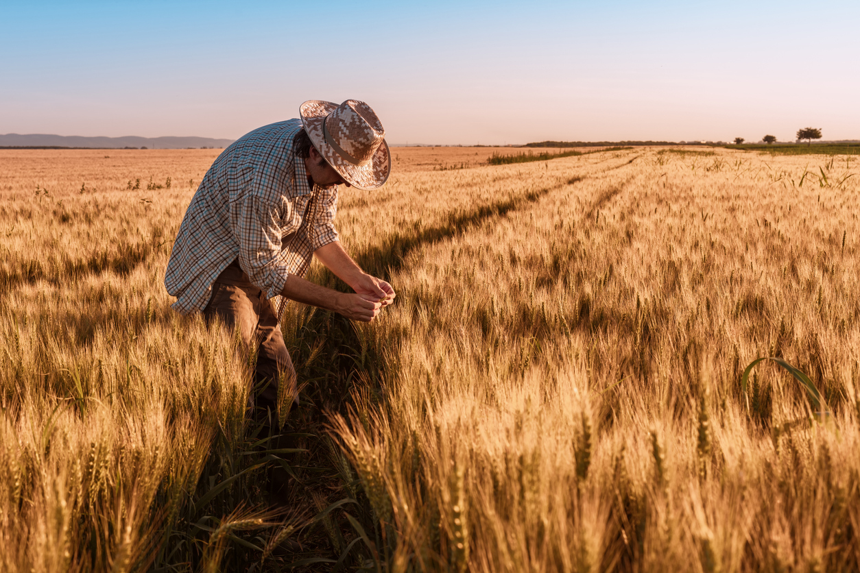 Agronomist farmer is inspecting ripening ears of wheat in field