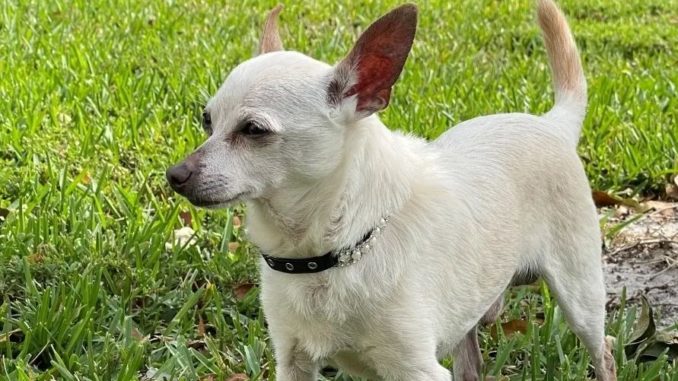 Toby