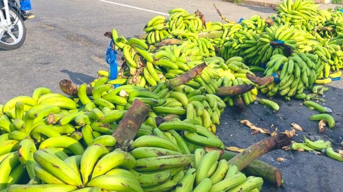 bananeros