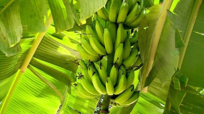 banano
