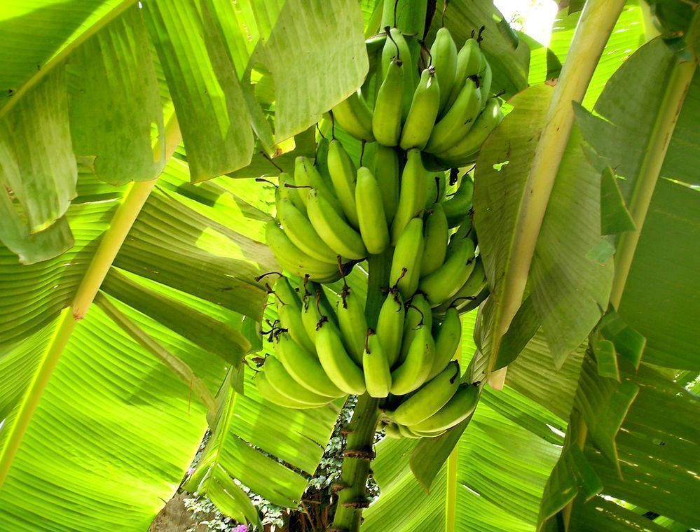Ecuador envía misión a Rusia por suspensión a exportadoras de banano