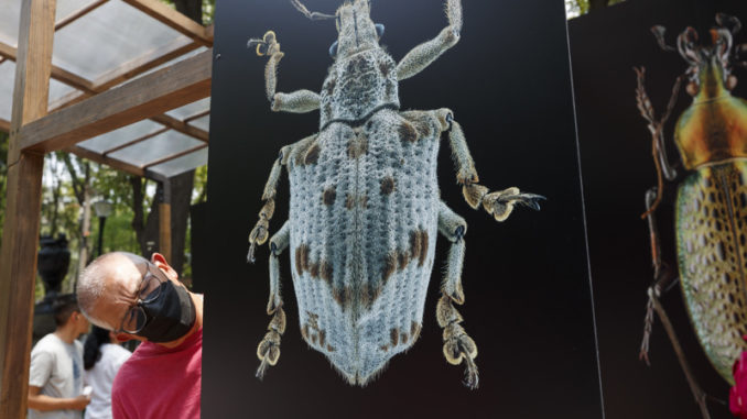 Insectos gigantes inundan el Bosque de Chapultepec de México en Semana Santa