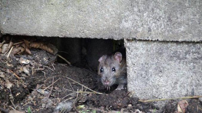 ratas_464228_20220608081917