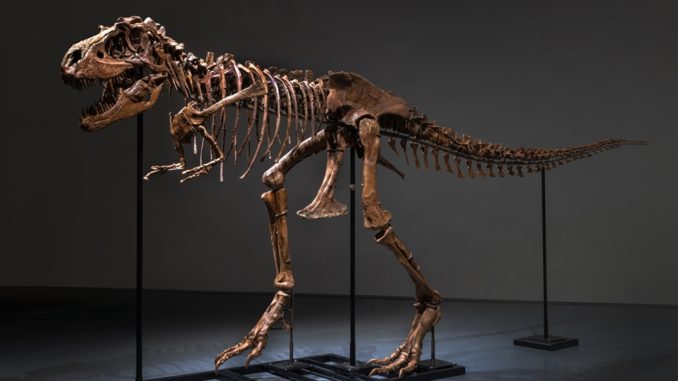 El esqueleto de un dinosaurio de hace 77 millones de años, a subasta en EEUU