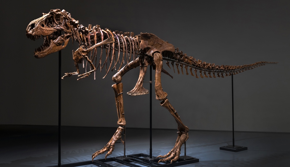 Esqueleto completo de un dinosaurio será subastado en Nueva York