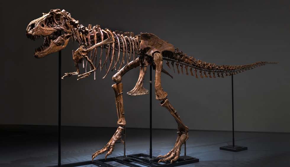Esqueleto completo de un dinosaurio será subastado en Nueva York Esqueleto completo de un dinosaurio será subastado en Nueva York
