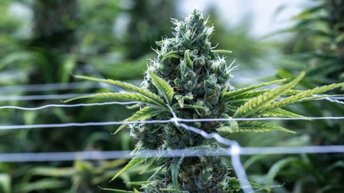 Alemania uso de cannabis medicinal para dolores crónicos
