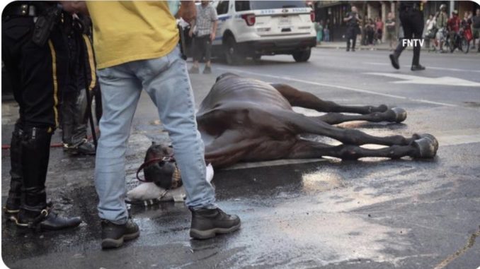 caballo-central-park