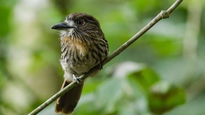 Costa Rica celebra Día de los Parques Nacionales destacando aportes de zonas protegidas al desarrollo económico