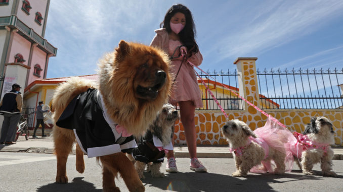 Bendiciones y homenajes para los perros en el Día de San Roque en Bolivia