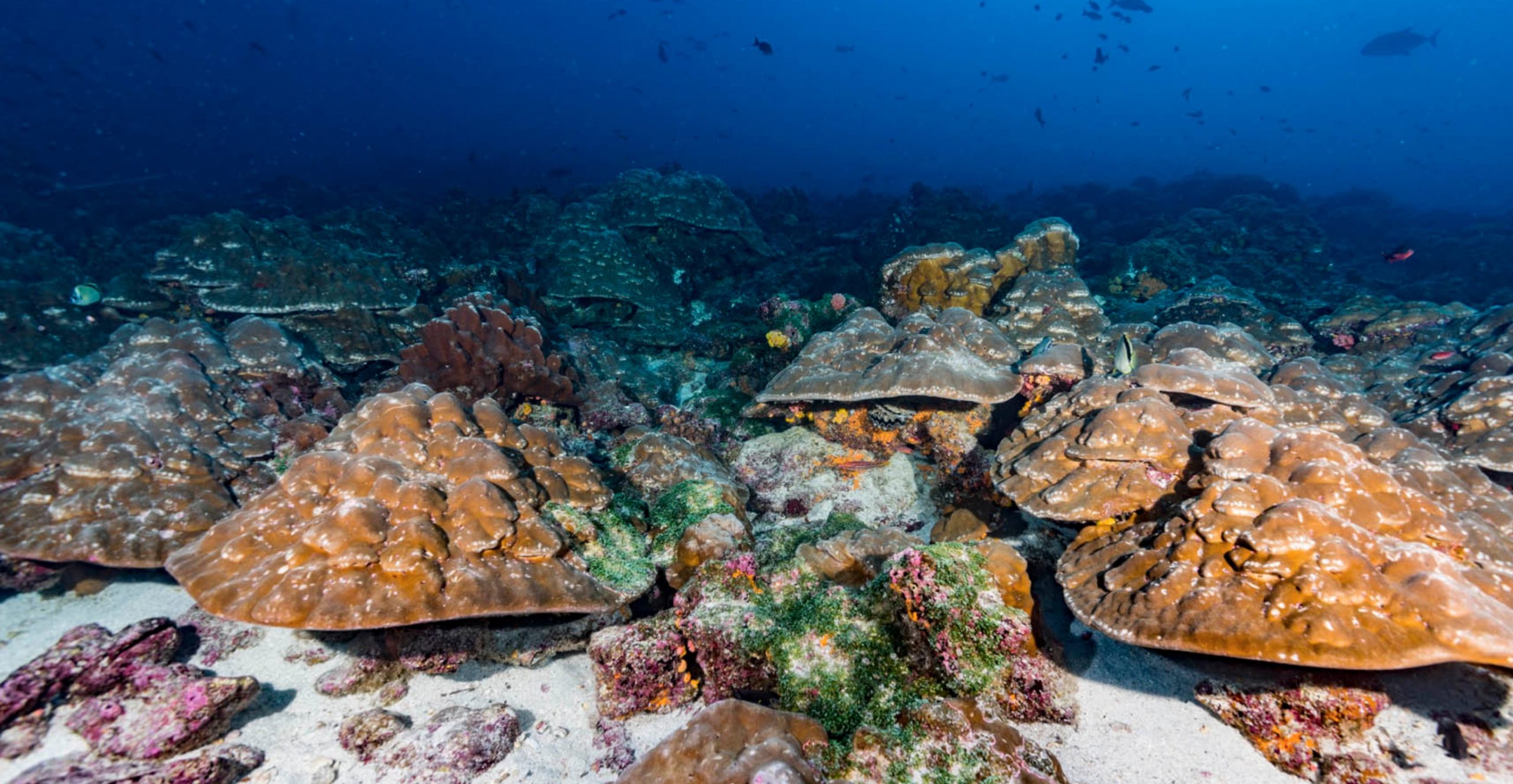 corales galapagos