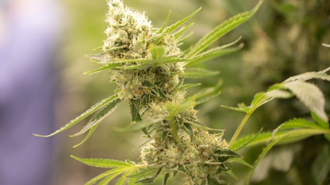 Alemania perfila plan para legalizar venta y posesión de cannabis