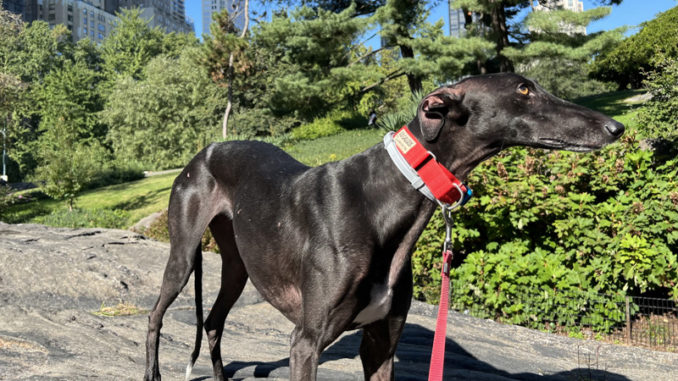 La galgo Aitana llega a Nueva York huyendo del maltrato animal en España