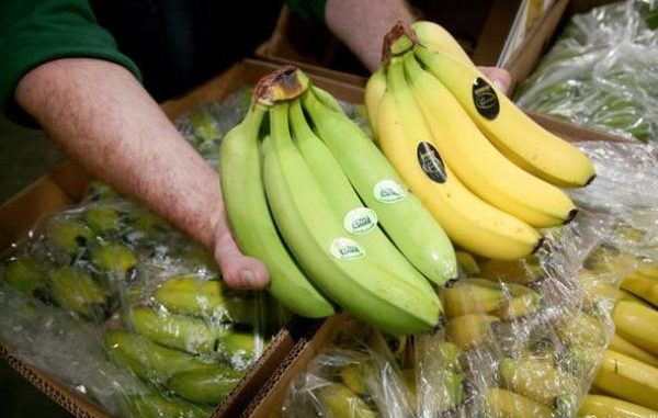 sector bananero ecuador