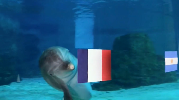 delfin nicholas