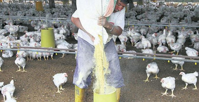 gallinas