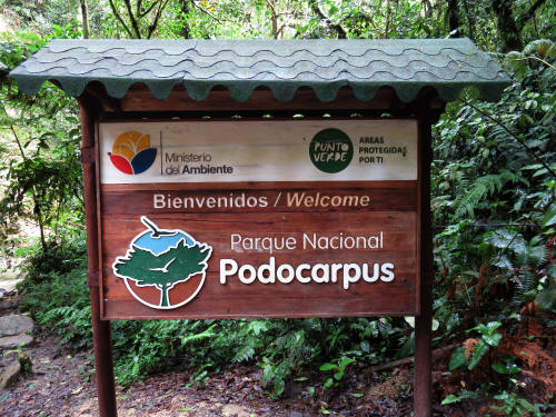Podocarcpus