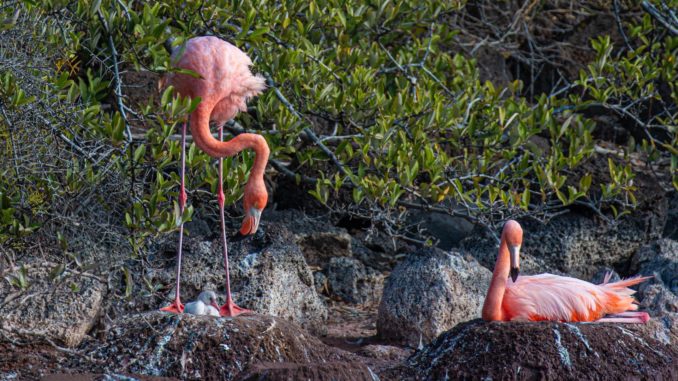 flamingos