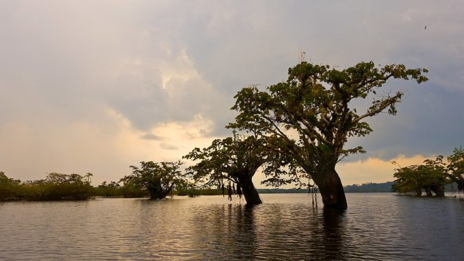 Laguna_Grande,_Cuyabeno-Reservat