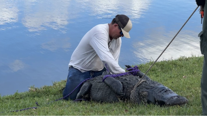 Caimán mata mujer de 85 años que paseaba su perro en Florida