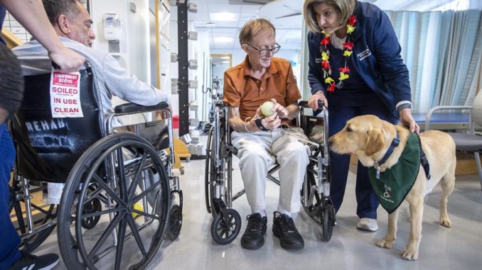 perrita ayuda a enfermos hospital