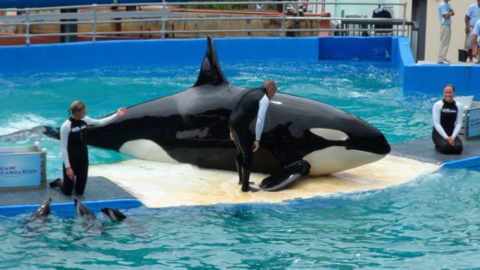 La orca Lolita volverá a las aguas que la vieron nacer 5 décadas después
